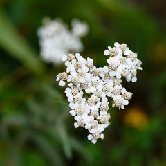 Biodiversität in meinem Gärtchen: Schafgarbe