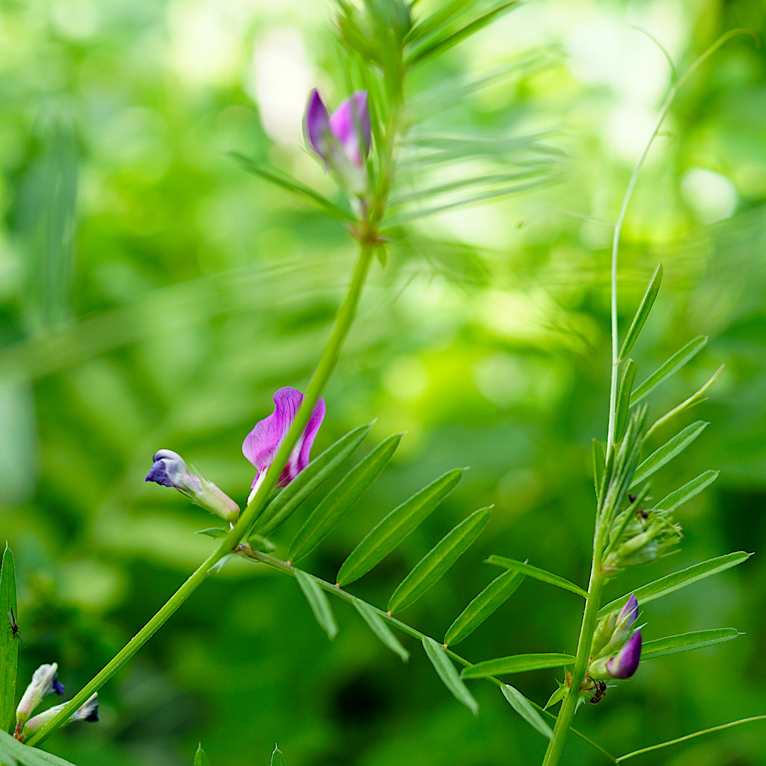 Biodiversität in meinem Gärtchen: Schmalblättrige Wicke