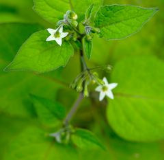 Biodiversität in meinem Gärtchen: Schwarzer Nachtschatten