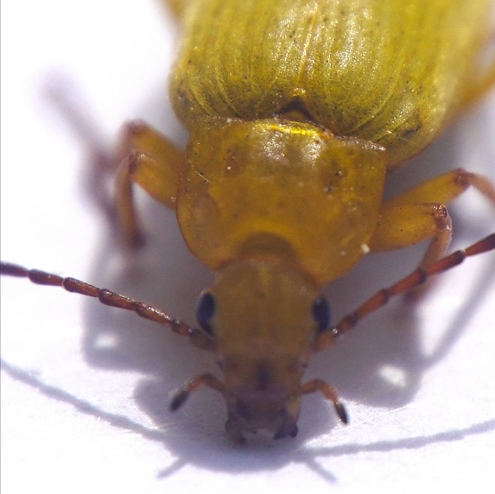 Biodiversität in meinem Gärtchen: Schwefelkäfer