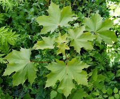 Biodiversität in meinem Gärtchen: Spitzahorn