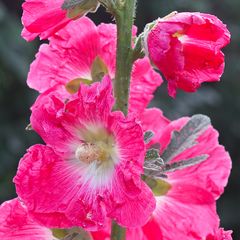 Biodiversität in meinem Gärtchen: Stockrose