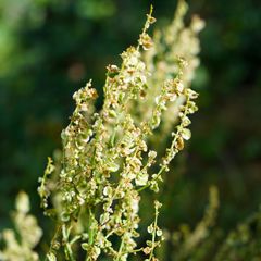 Biodiversität in meinem Gärtchen: Weidenblatt-Ampfer