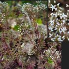 Biodiversität in meinem Gärtchen: Weiße Fetthenne