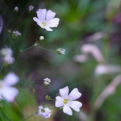 Biodiversität in meinem Gärtchen: Wiesen-Lein