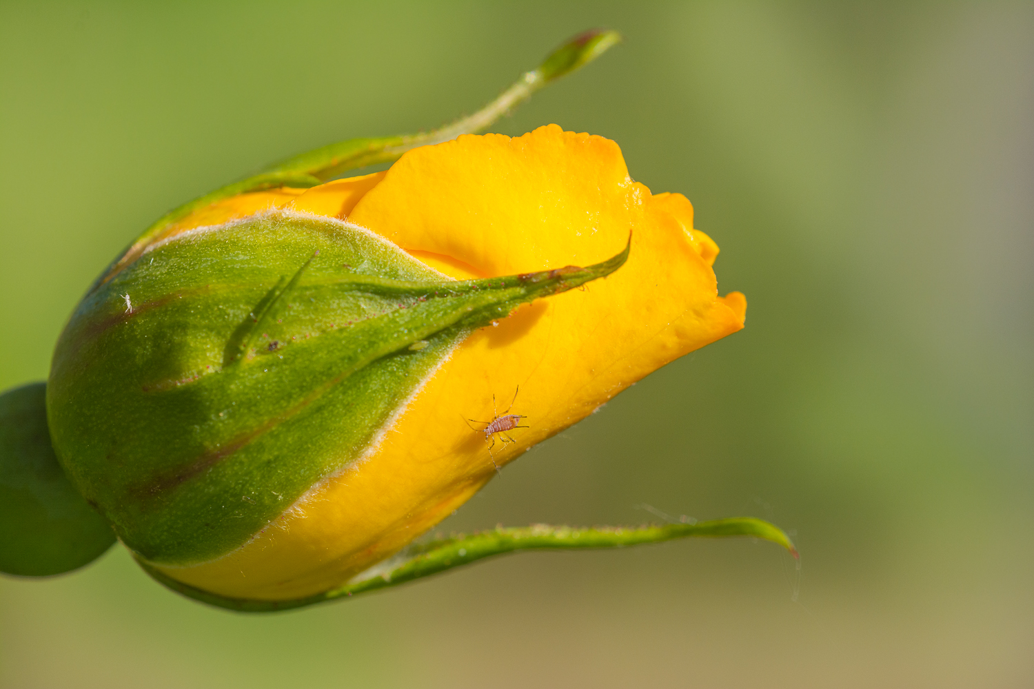 Biodynamische Rose