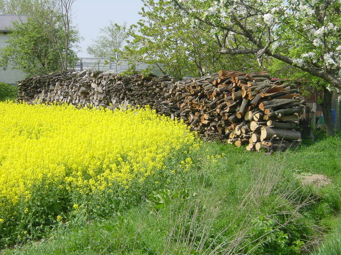 Bioenergie von Thomas Hering