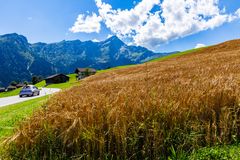 Biogetreideanbau im Berggebiet