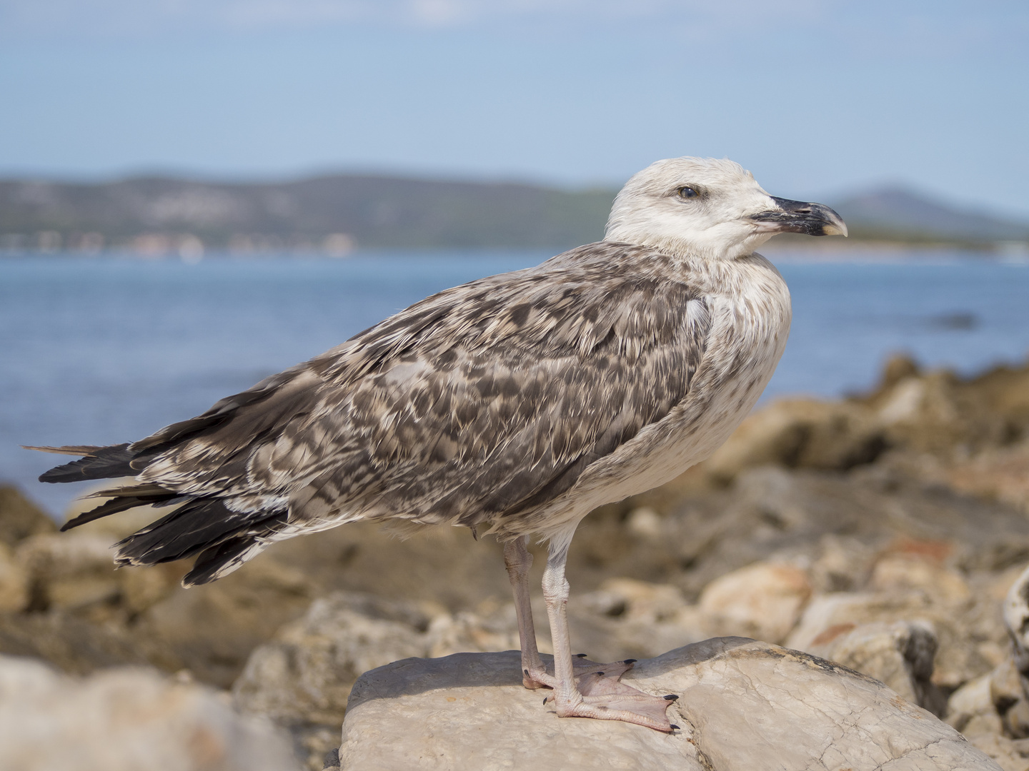 Biograd Möwe