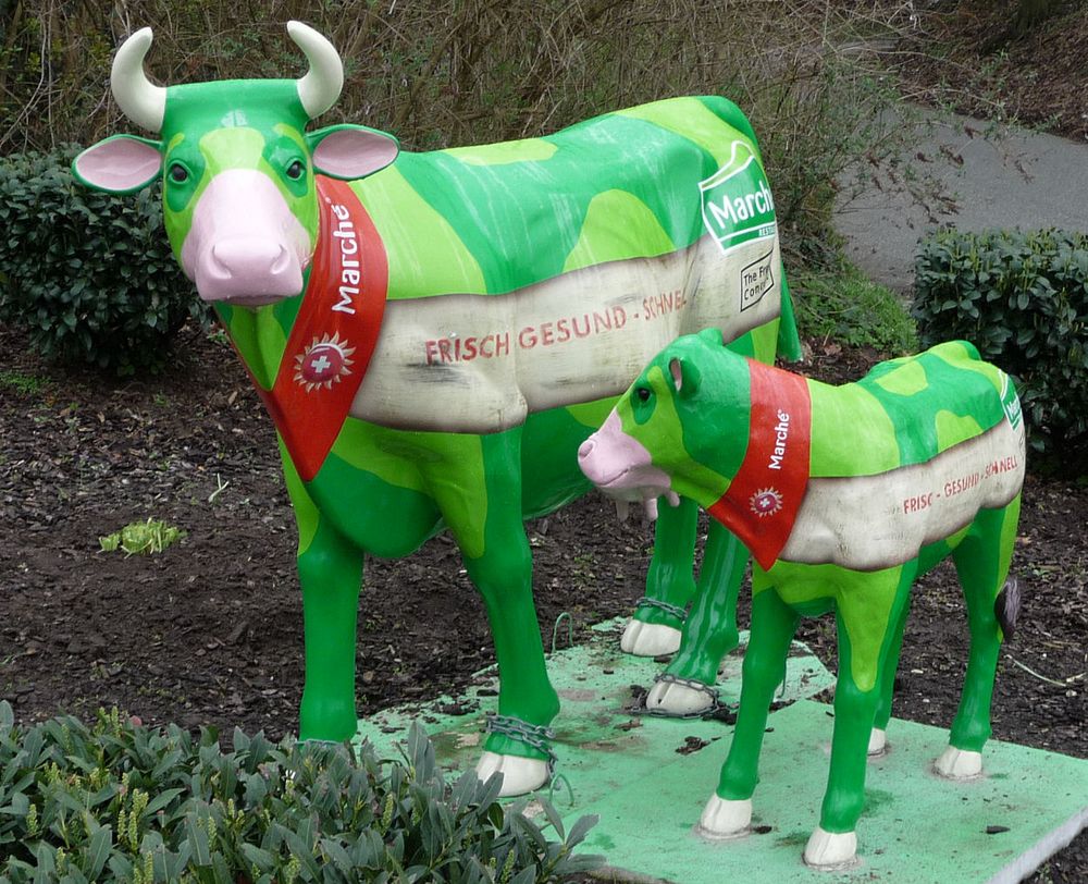 Biokühe in Keukenhof