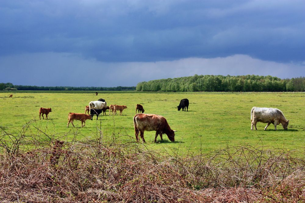 biologische Aufzucht