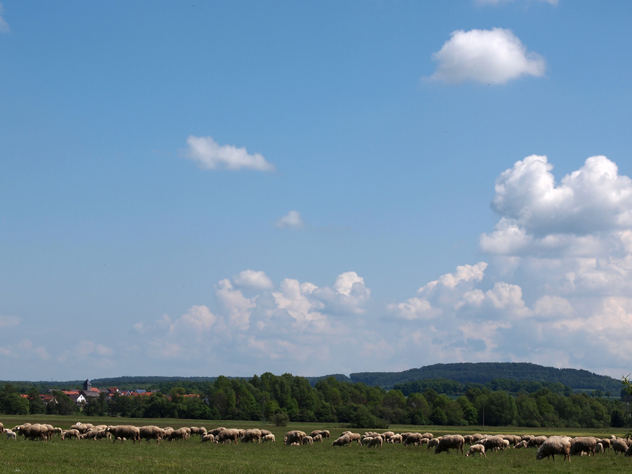 "Biologische Rasenmäher" in den Schwalmwiesen