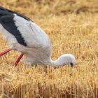 Biologische Schädlingsbekämpfung