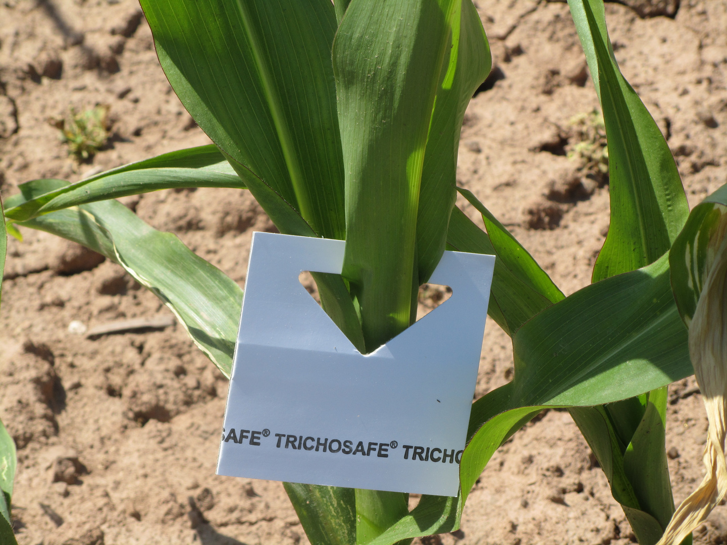 Biologische Schädlingsbekämpfung