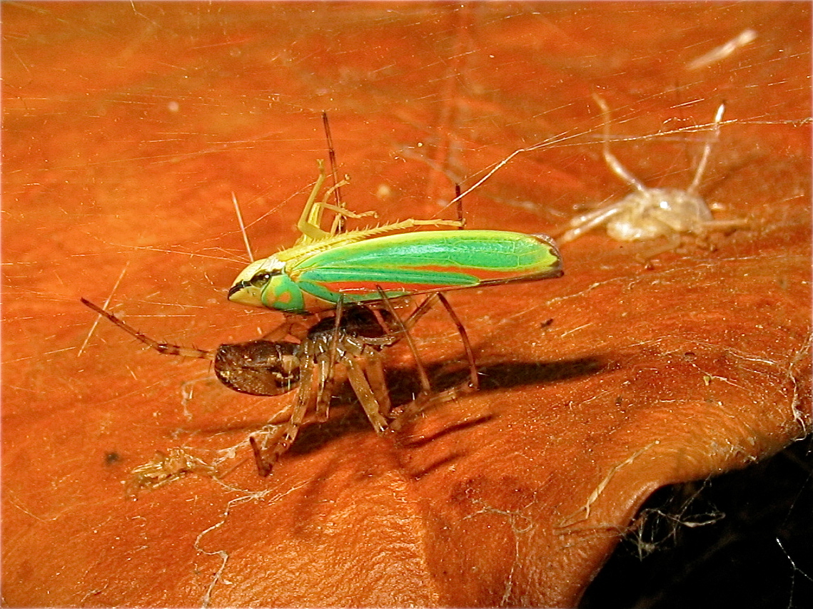 Biologische Schädlingsbekämpfung - Baldachispinne (Linyphia) mit Rhododendronzikade