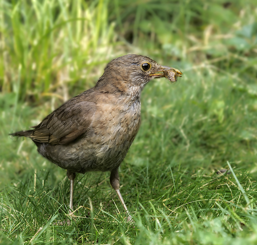 Biologische Schneckenbekämpfung