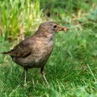 Biologische Schneckenbekämpfung