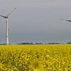 Biologischer Energieträger trifft auf Windenergiesysteme