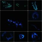 bioluminescence Larvae