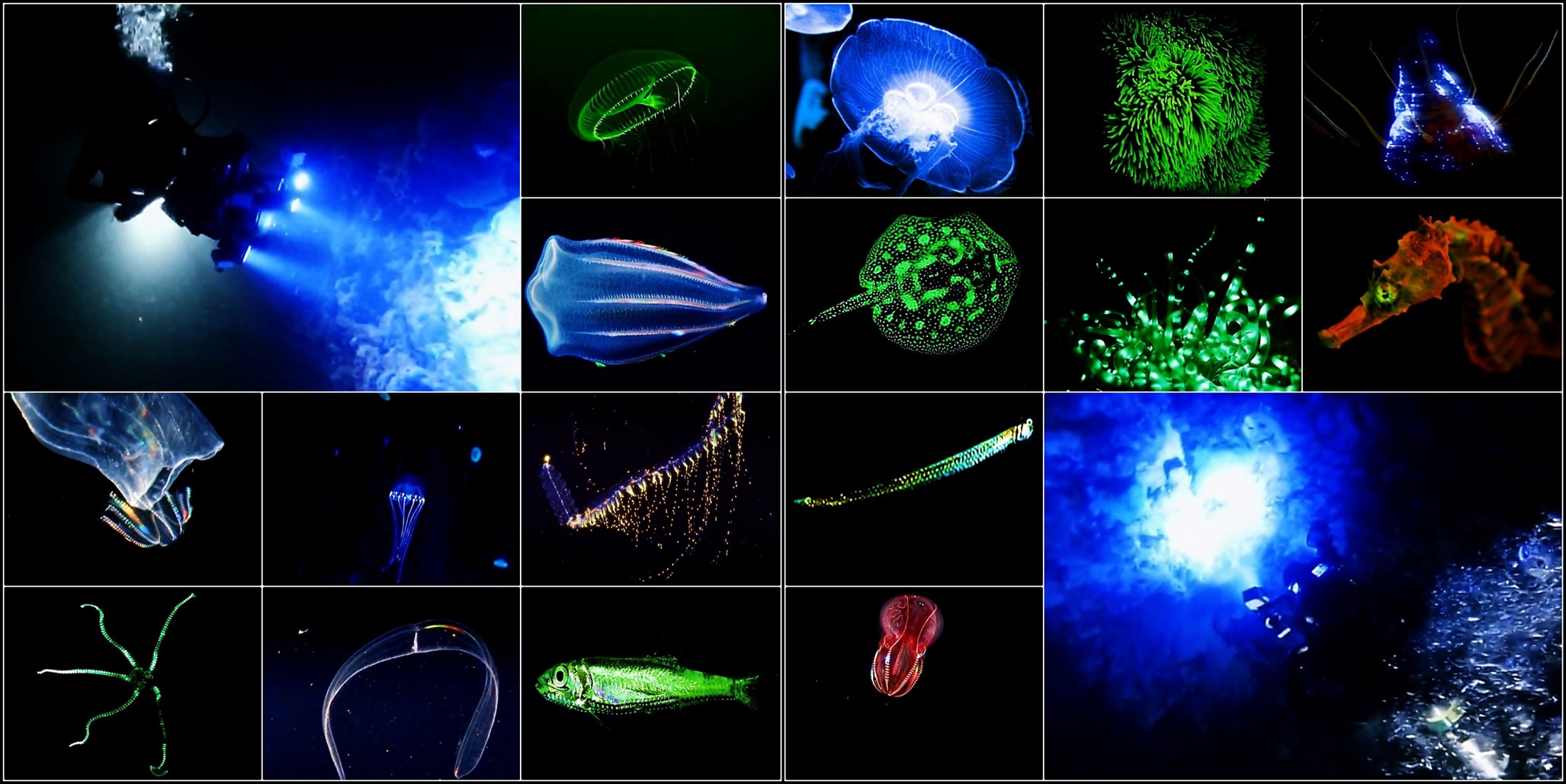 Biolumineszenz im UW-Micro Kosmos