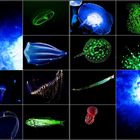 Biolumineszenz im UW-Micro Kosmos