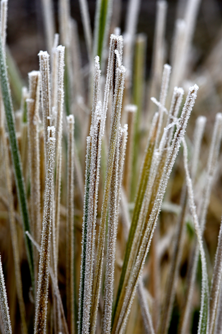 BIOMIKADO im MORGENFROST