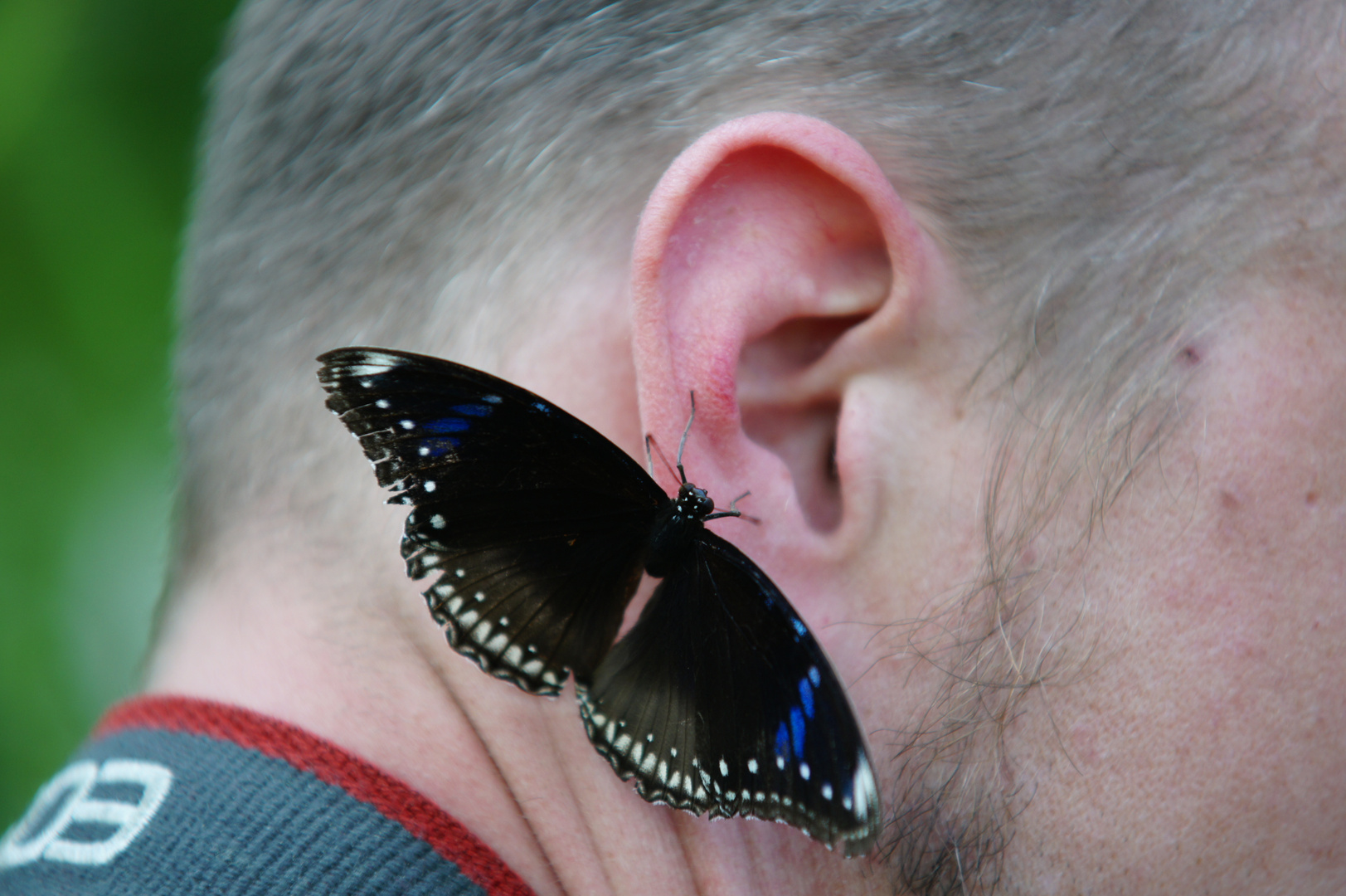 ...Biomode - der lebende Ohrschmuck :-)