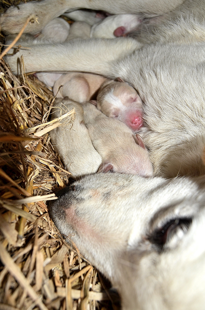 Bionda e i suoi cuccioli