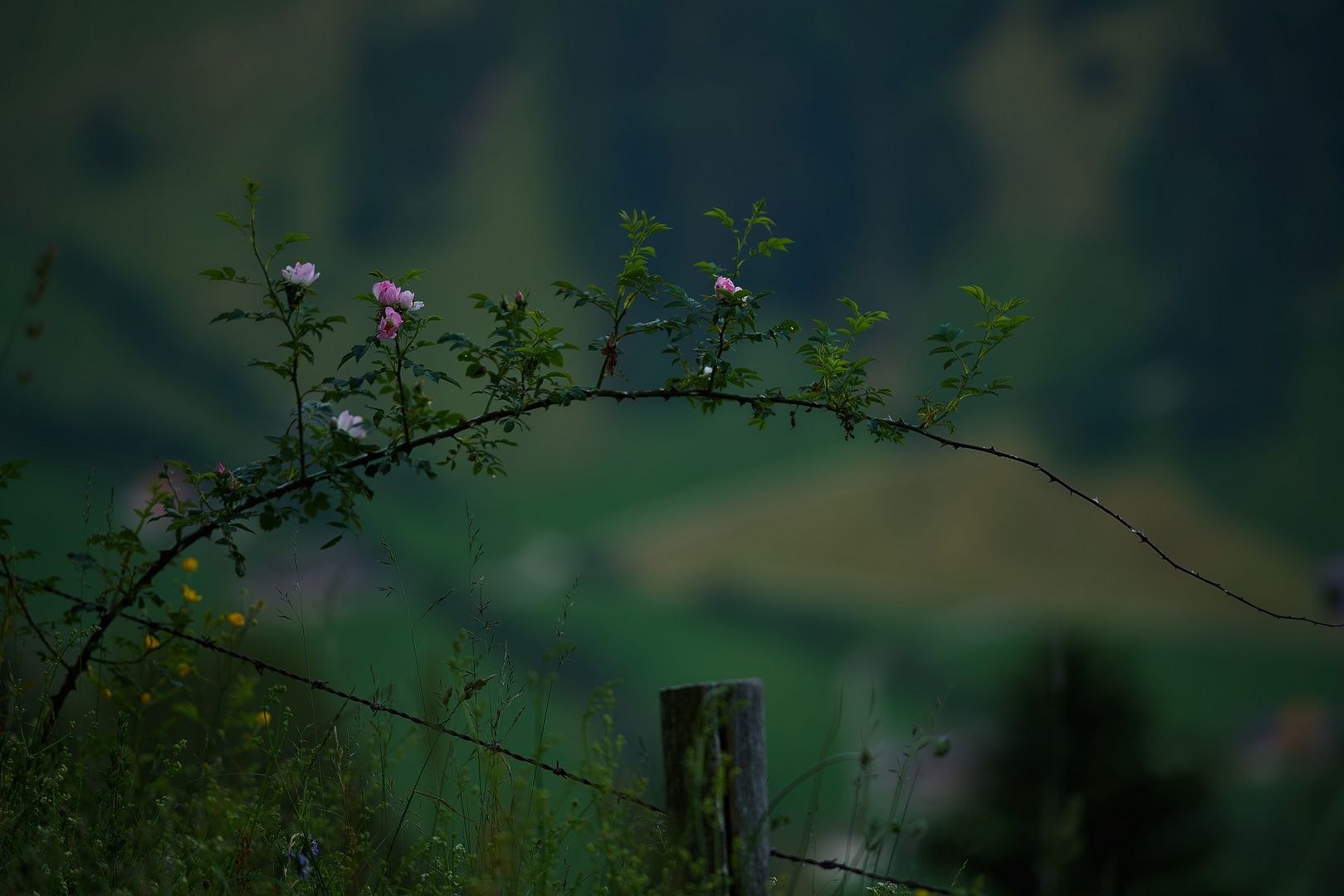 Bionik Foto & Bild | schweiz, landwirtschaft, entlebuch Bilder auf ...