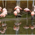 Bioparc de Doué la Fontaine - Maine et Loire