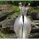 Bioparc de Doué la Fontaine - Maine et Loire