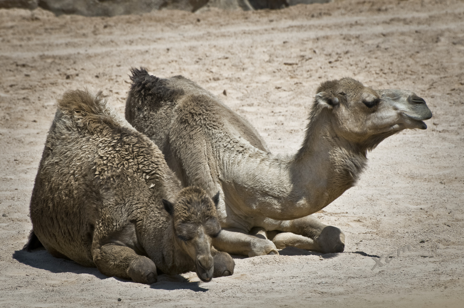 Bioparc, Dromedario (Camelus Dromedarius)