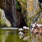 Bioparc Valencia