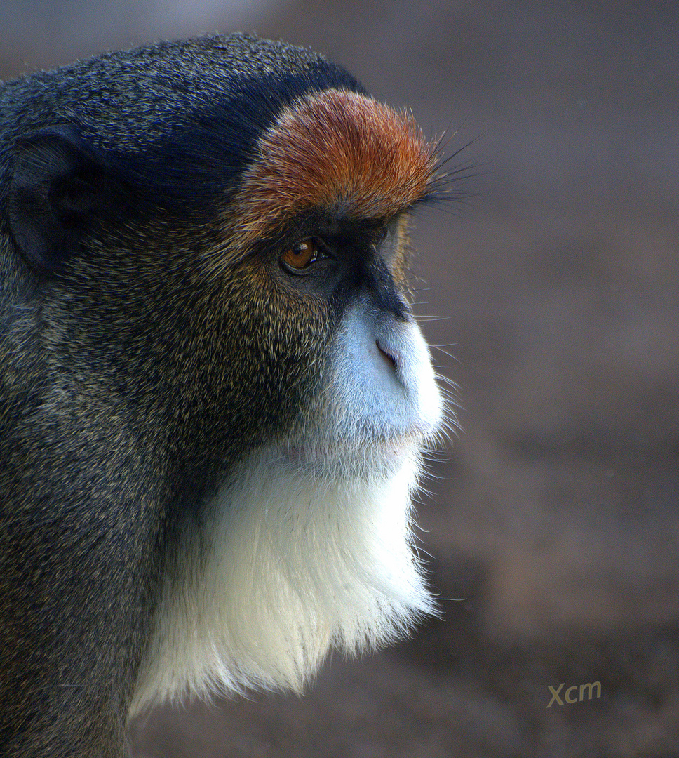 Bioparc VALENCIA