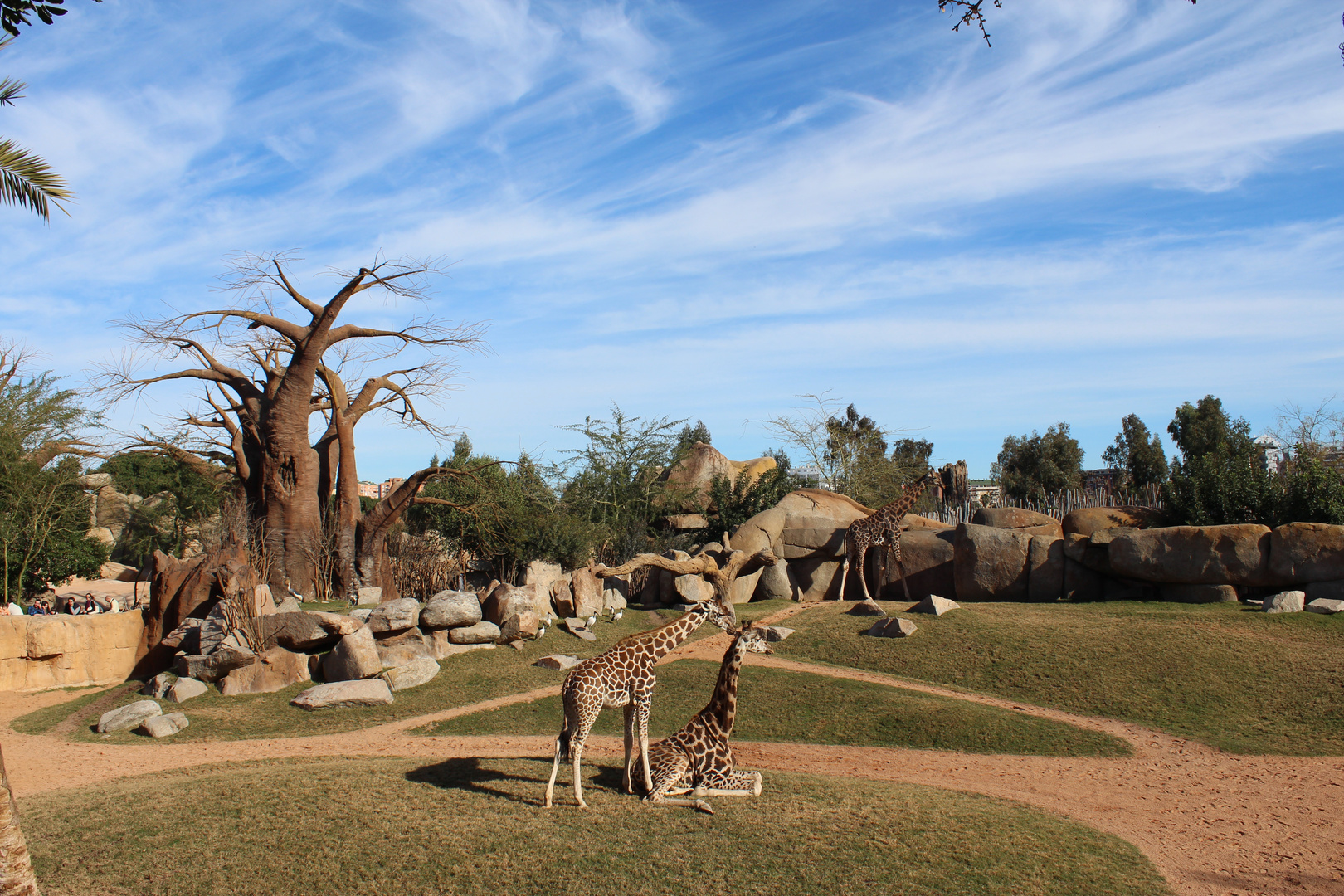 Bioparc Valencia