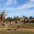 Bioparc Valencia