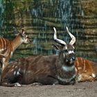 BIOPARC, VALENCIA,