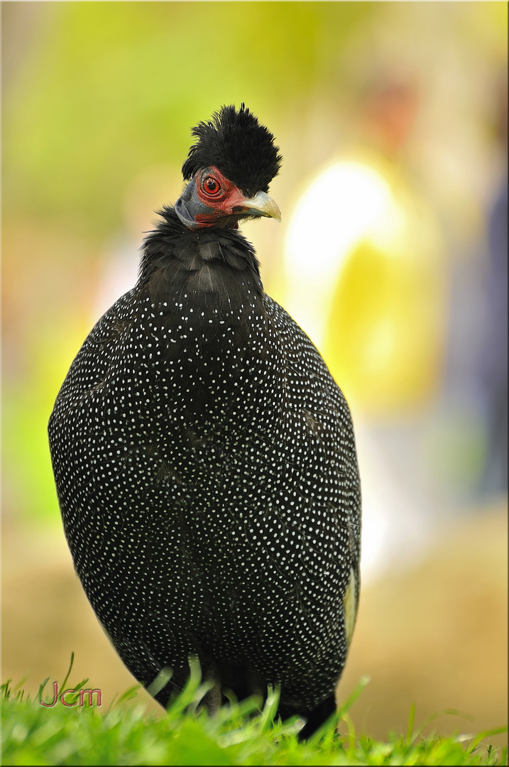 BIOPARC VALENCIA, Gallina de Guinea.