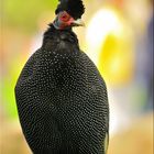 BIOPARC VALENCIA, Gallina de Guinea.