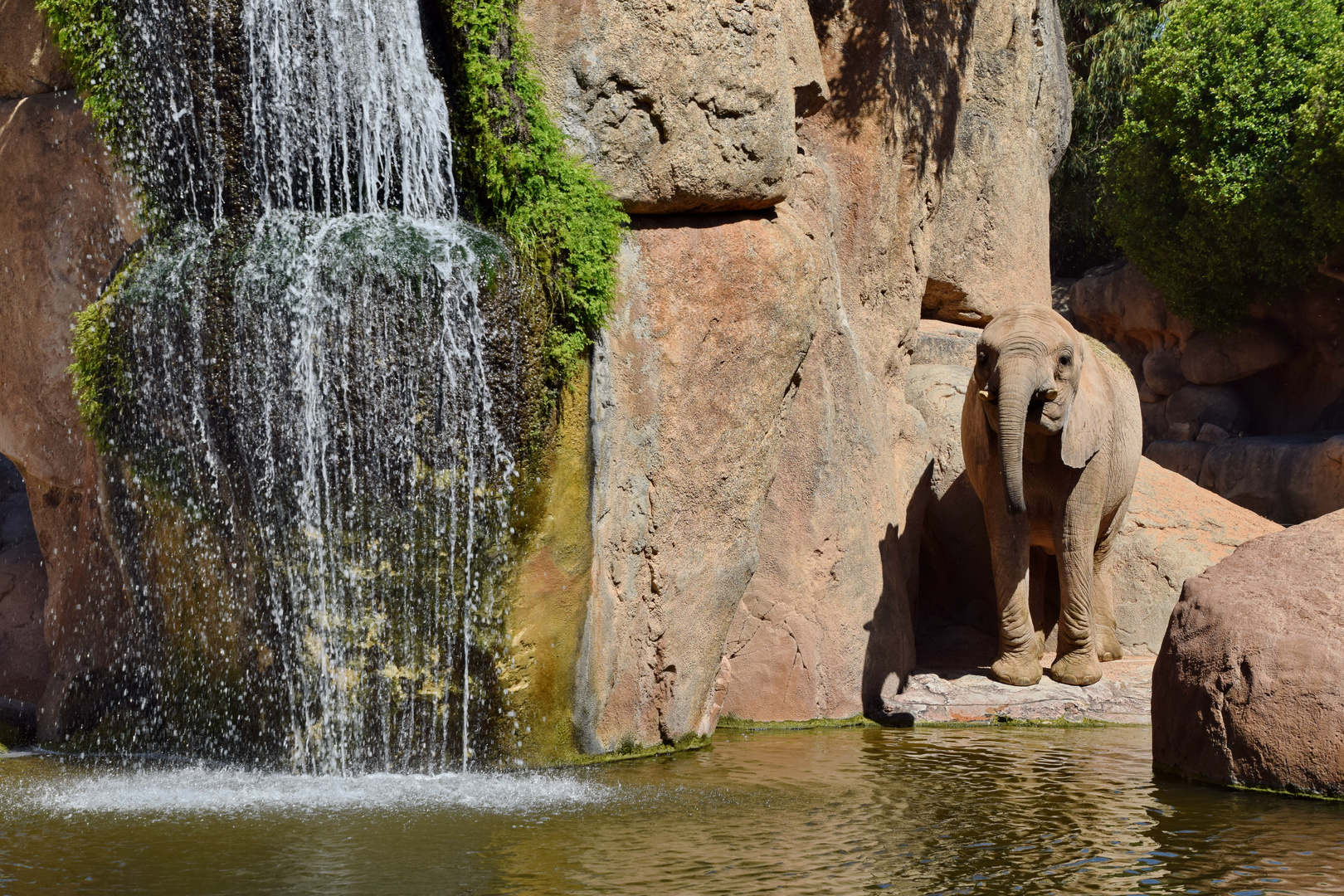 Bioparc Zoolandschaft: Elefanten