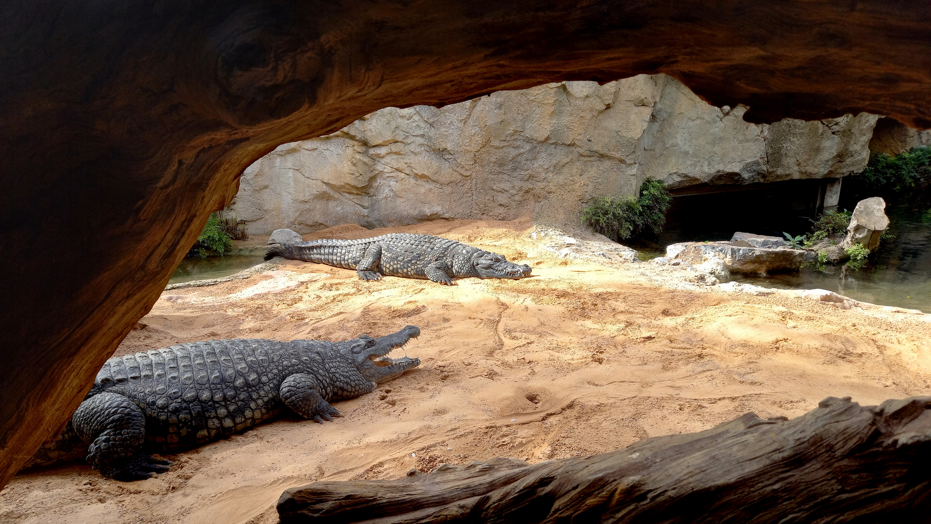 Bioparc Zoolandschaft: Krokodile