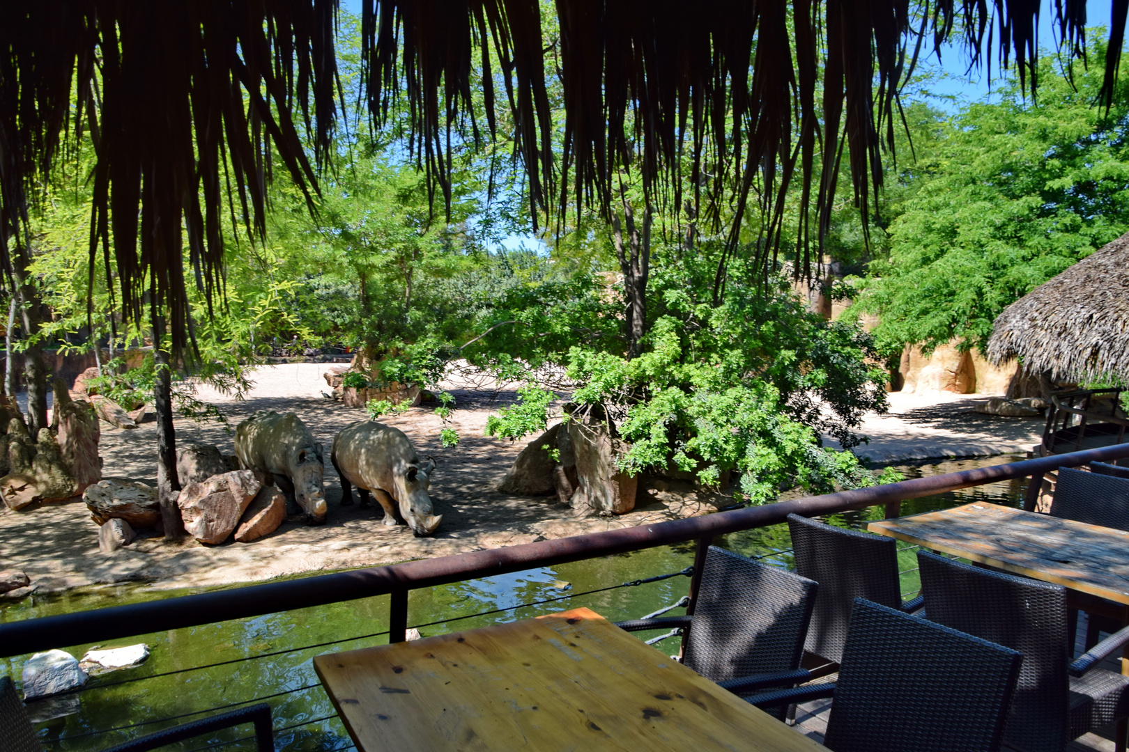 Bioparc Zoolandschaft: Rhinos