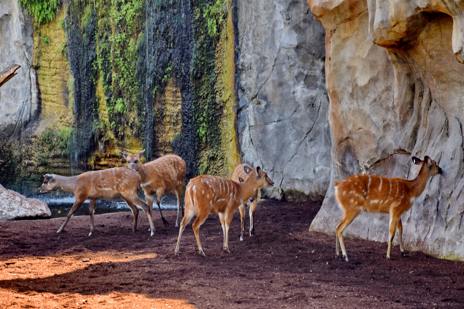 Bioparc Zoolandschaft: Sitatungas