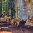 Bioparc Zoolandschaft: Sitatungas