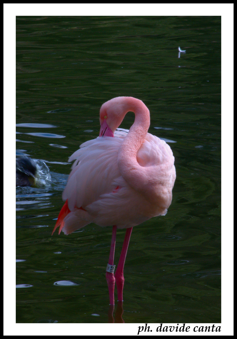 bioparco roma