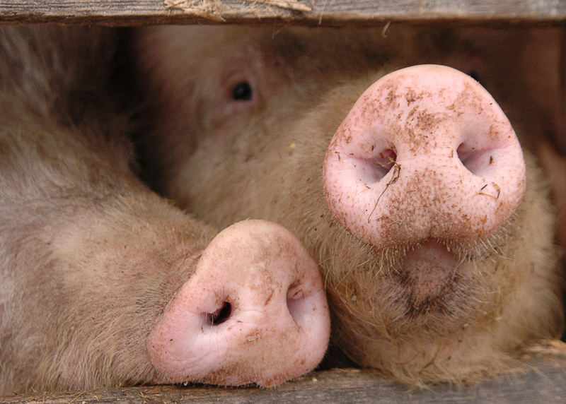 Bioschweine...gucken auch traurig...