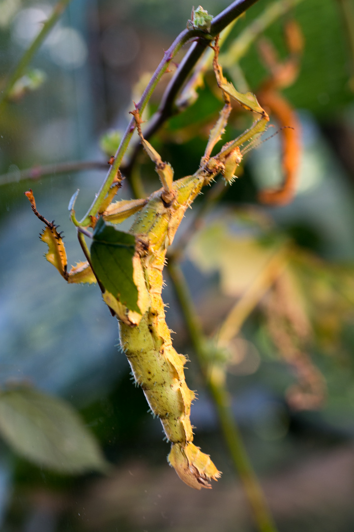 Biosphäre 10