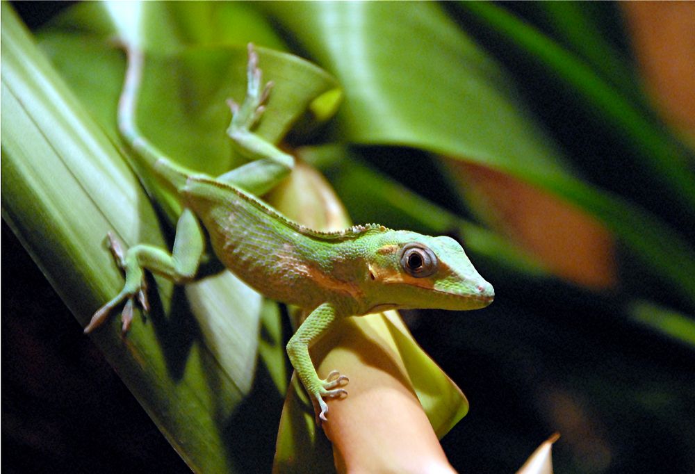 Biosphäre Gecko 1