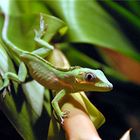 Biosphäre Gecko 1