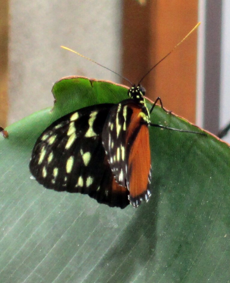 Biosphäre Potsdam 2013-9